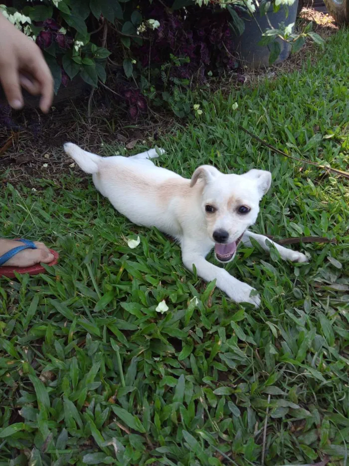 Cachorro raça Pincher  idade 2 a 6 meses nome Bolinha 