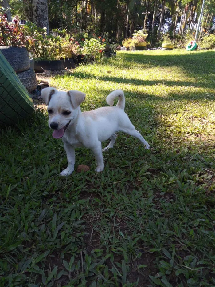 Cachorro raça Pincher  idade 2 a 6 meses nome Bolinha 
