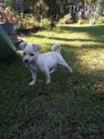 Bolinha
