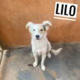 Lilo