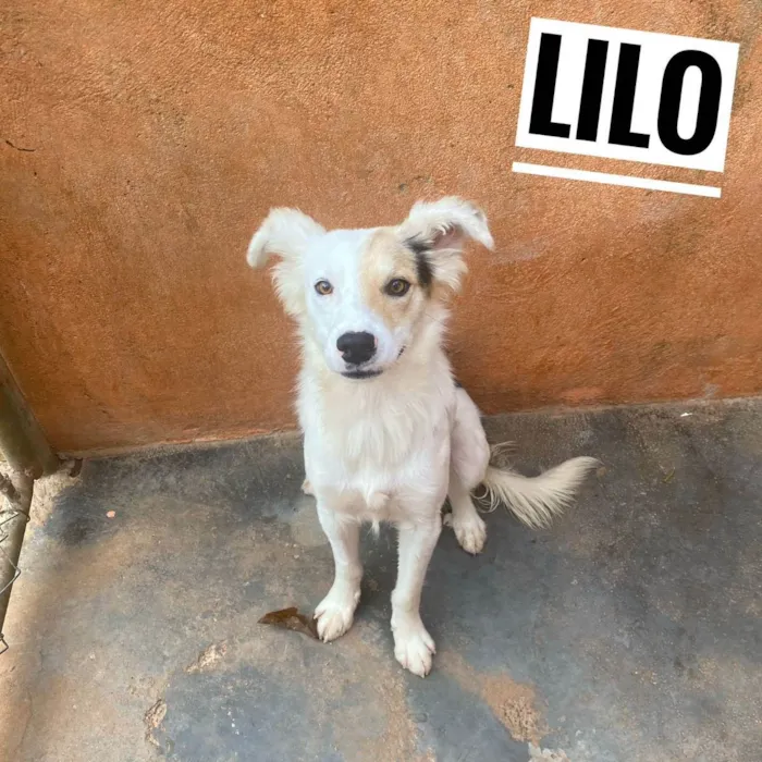 Cachorro ra a Srd idade 7 a 11 meses nome Lilo