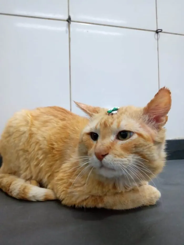 Gato ra a Vira lata idade 6 ou mais anos nome Sem nome