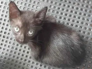 Gato raça Não definida  idade Abaixo de 2 meses nome Sem nome 