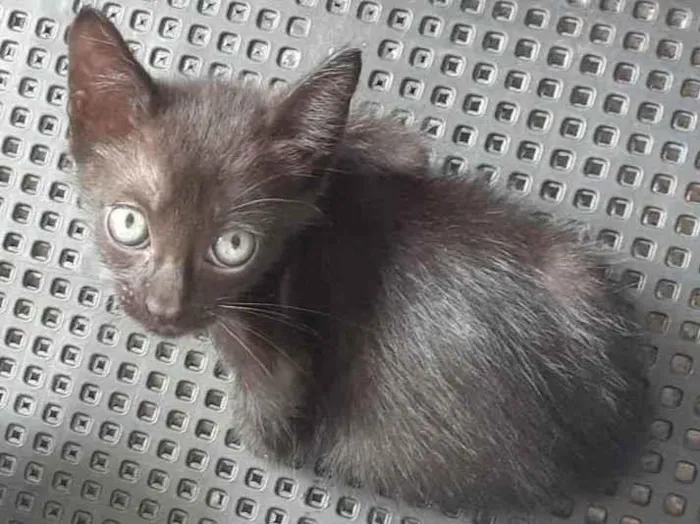 Gato raça Não definida  idade Abaixo de 2 meses nome Sem nome 