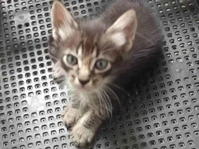 Gato ra a Não definida  idade Abaixo de 2 meses nome Sem nome 