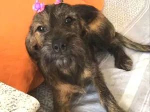 Cachorro raça Não definida  idade 1 ano nome Princesa 