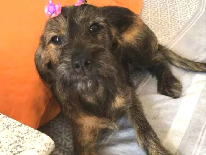 Cachorro ra a Não definida  idade 1 ano nome Princesa 