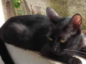 Gato raça Não definida  idade 1 ano nome Pandora 