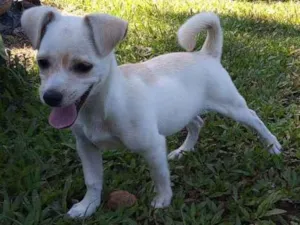 Cachorro raça Pincher  idade 2 a 6 meses nome Bolinha 