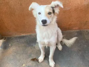 Cachorro raça Srd idade 7 a 11 meses nome Lilo