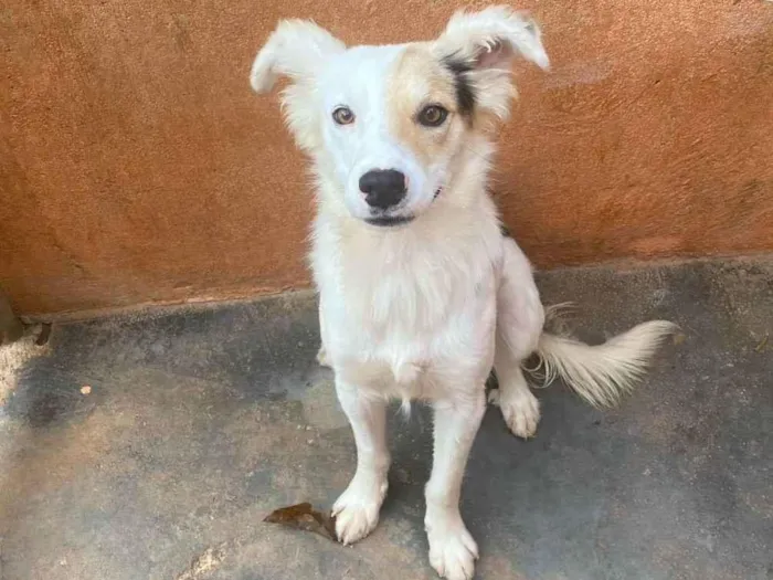 Cachorro ra a Srd idade 7 a 11 meses nome Lilo