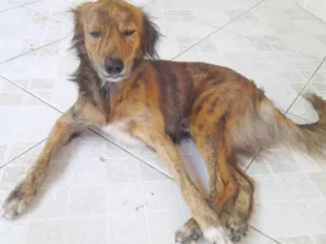 Cachorro raça  idade 1 ano nome Sem nomes