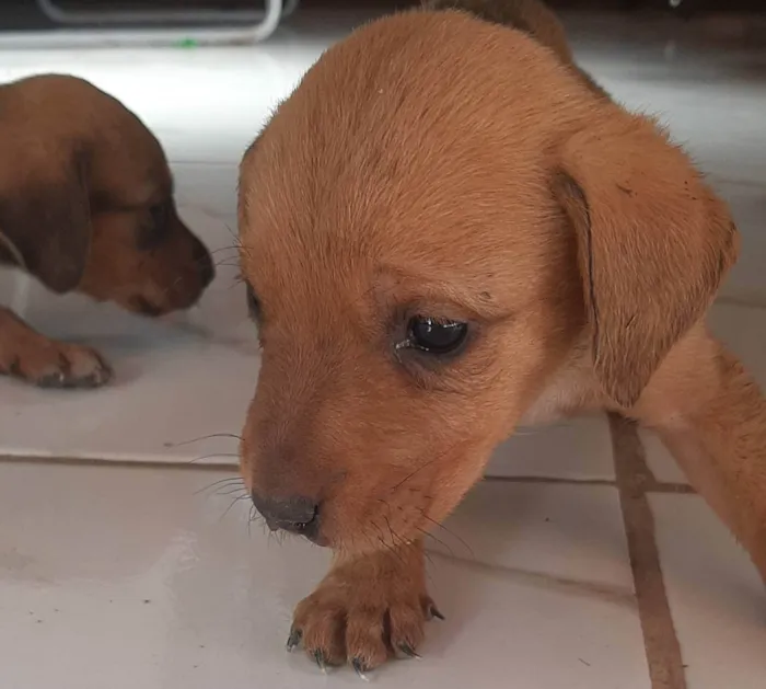 Cachorro ra a Pastor alemão com golden  idade Abaixo de 2 meses nome Filhotes
