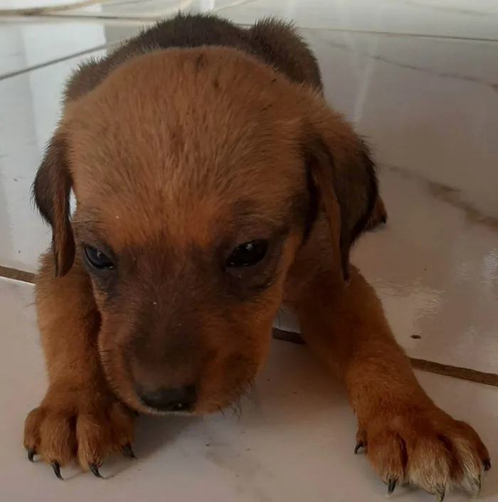 Cachorro ra a Pastor alemão com golden  idade Abaixo de 2 meses nome Filhotes