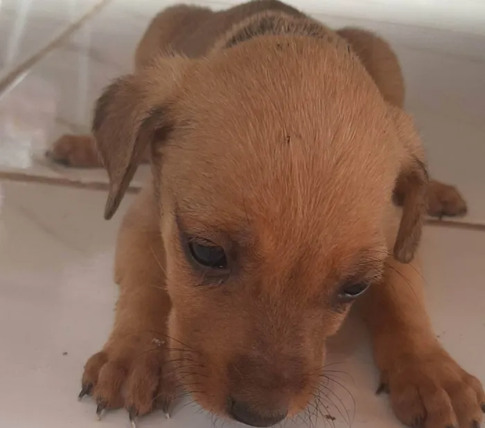 Cachorro ra a Pastor alemão com golden  idade Abaixo de 2 meses nome Filhotes