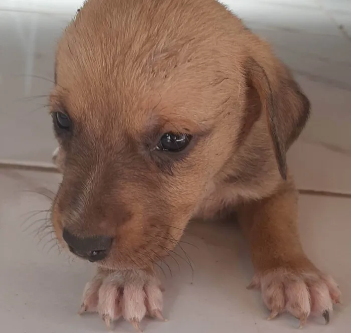 Cachorro ra a Pastor alemão com golden  idade Abaixo de 2 meses nome Filhotes