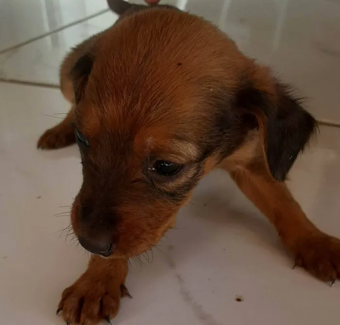 Cachorro ra a Pastor alemão com golden  idade Abaixo de 2 meses nome Filhotes