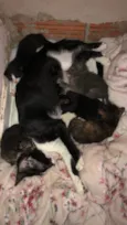 5 gatinhos 