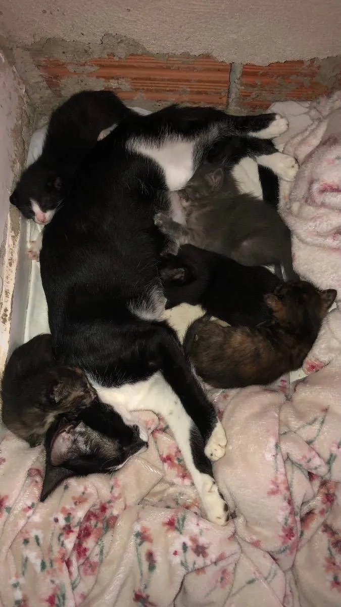Gato ra a Vira lata idade 2 a 6 meses nome 5 gatinhos 