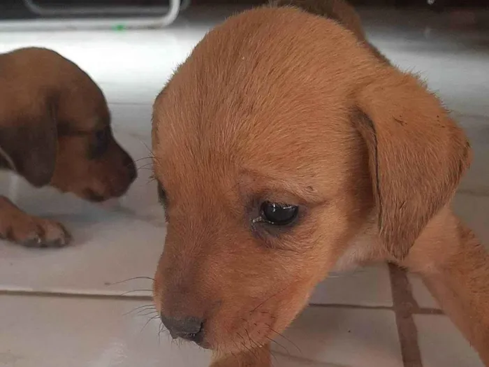 Cachorro ra a Pastor alemão com golden  idade Abaixo de 2 meses nome Filhotes