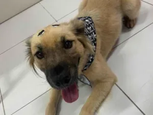 Cachorro raça S/R idade 3 anos nome João 