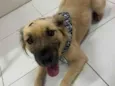 João