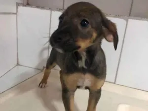 Cachorro raça srd idade Abaixo de 2 meses nome Kiara 