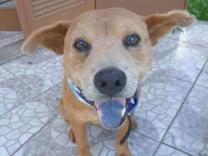 Cachorro raça Mix idade 5 anos nome Toddy