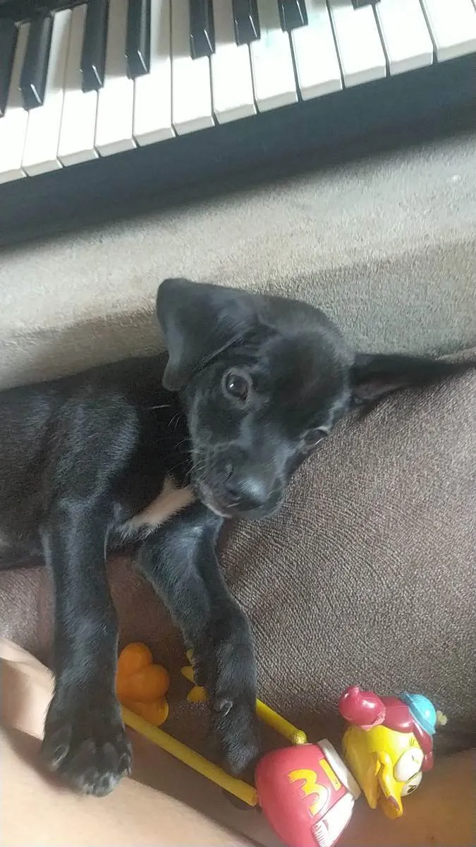 Cachorro raça Labrador com vira lata  idade 2 a 6 meses nome LUKE