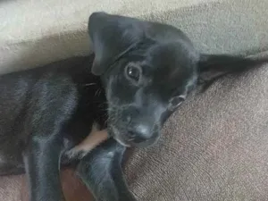 Cachorro raça Labrador com vira lata  idade 2 a 6 meses nome LUKE