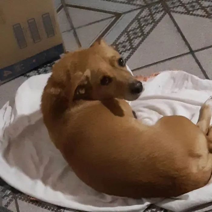 Cachorro ra a Vira lata idade 3 anos nome Sem nome