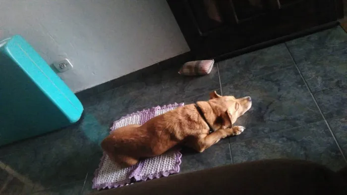 Cachorro ra a Vira lata idade 3 anos nome Sem nome