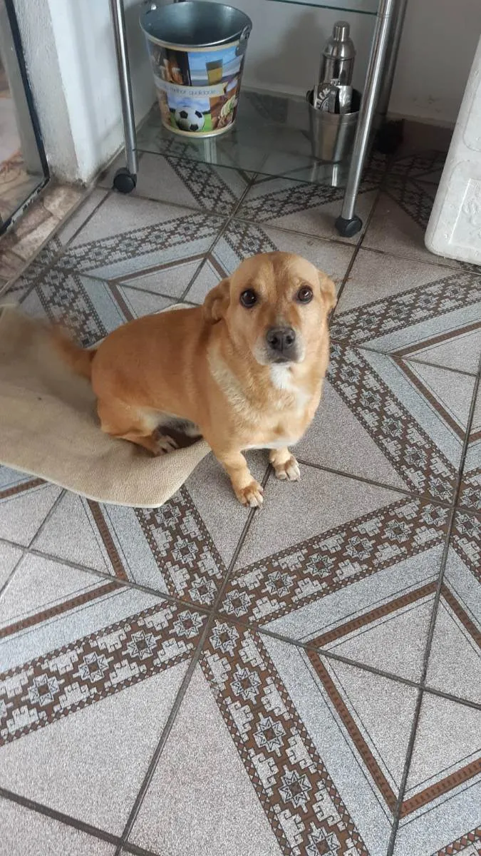 Cachorro ra a Vira lata idade 3 anos nome Sem nome