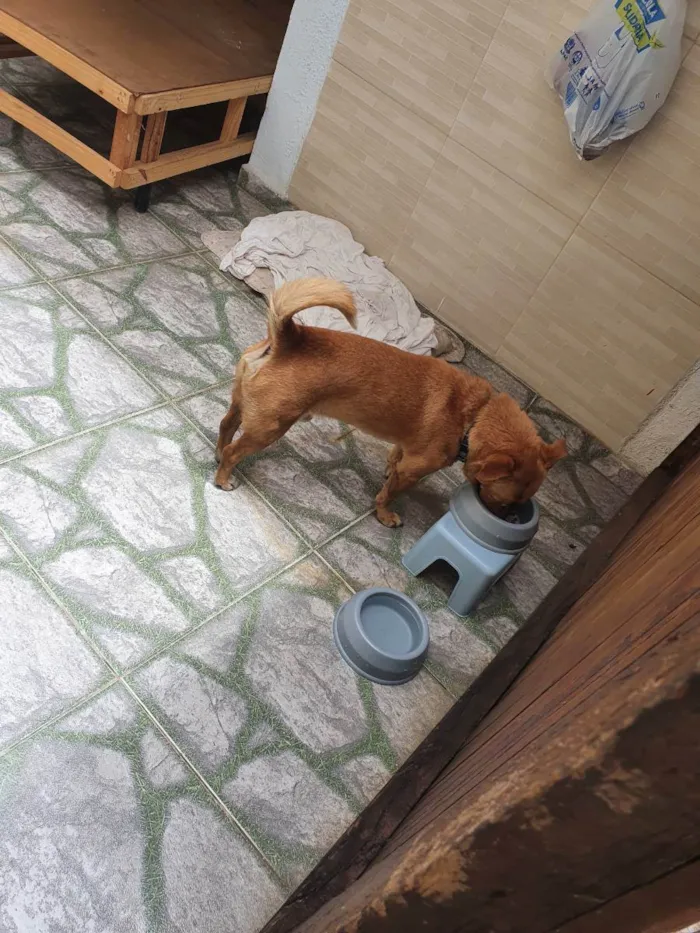 Cachorro ra a Vira lata idade 3 anos nome Sem nome