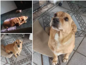 Cachorro raça Vira lata idade 3 anos nome Sem nome