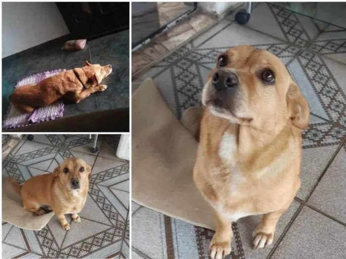 Cachorro ra a Vira lata idade 3 anos nome Sem nome