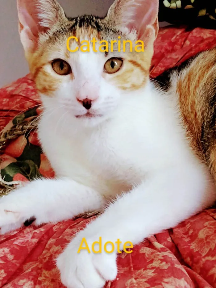 Gato raça Srd idade 2 a 6 meses nome Catarina 