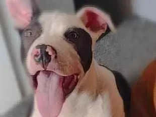 Cachorro ra a Pitbull  idade 2 a 6 meses nome Apolo 