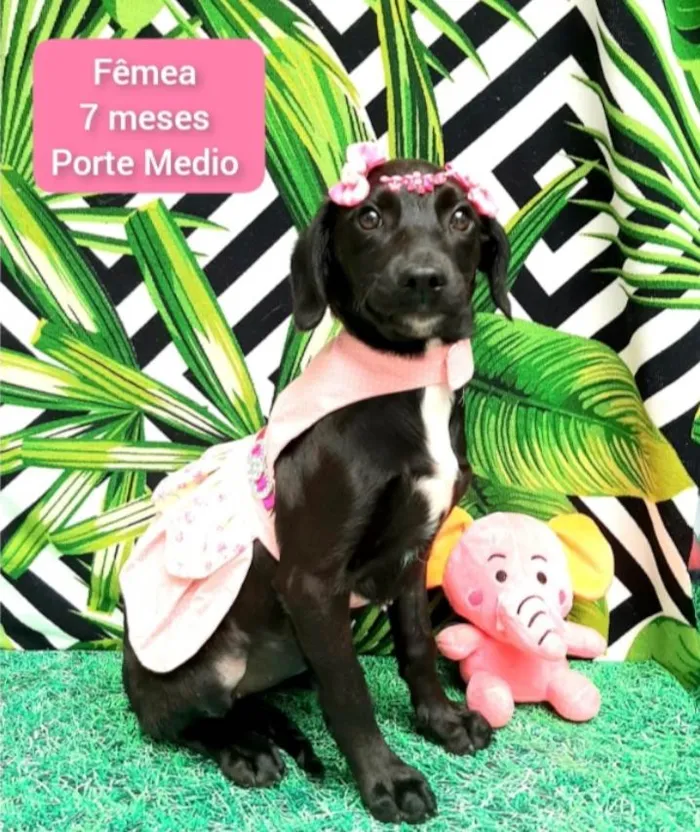 Cachorro raça Srd idade 7 a 11 meses nome Cristal