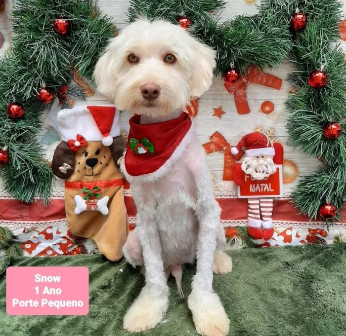 Cachorro raça Srd idade 1 ano nome Snow 