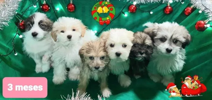 Cachorro raça Shitsu  idade 2 a 6 meses nome Shitsu 