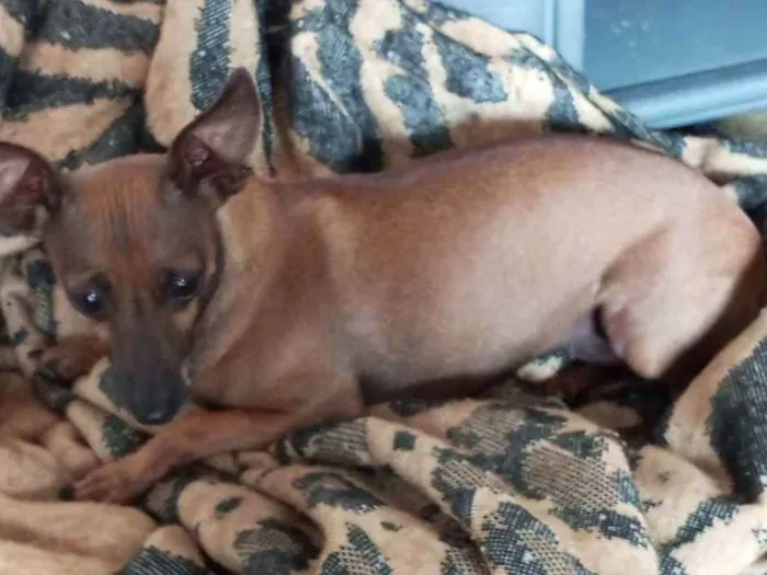 Cachorro ra a Pinscher  idade 2 anos nome Mel