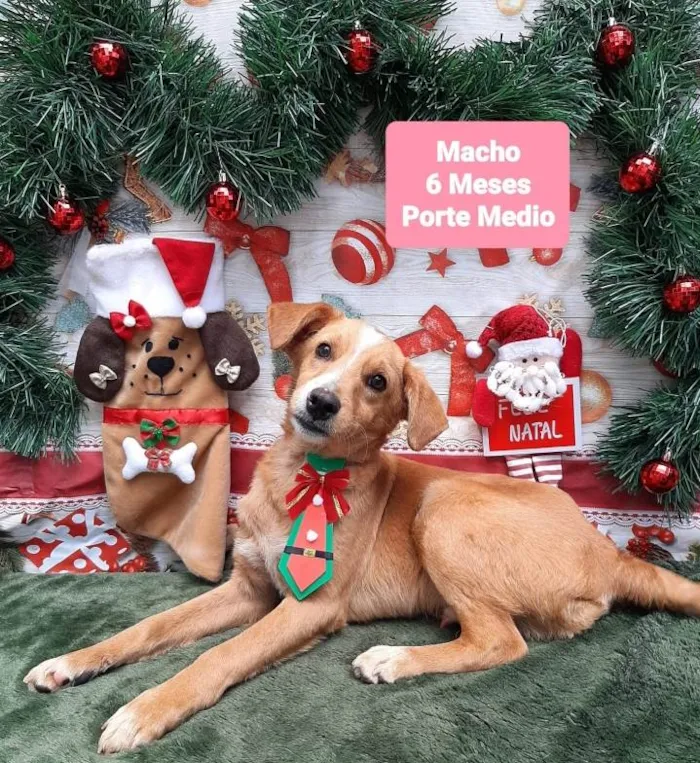 Cachorro raça Srd  idade 2 a 6 meses nome Fred