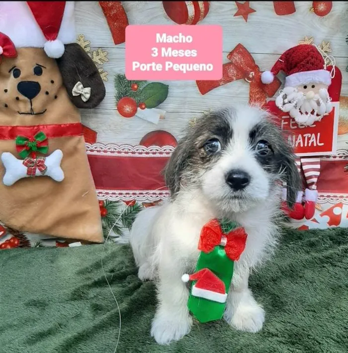 Cachorro raça Shitsu  idade 2 a 6 meses nome Noaah