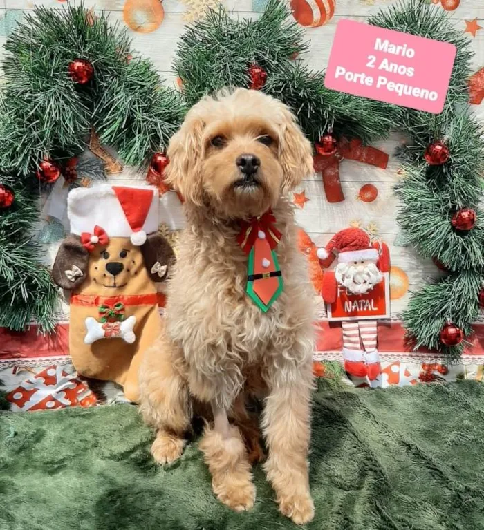 Cachorro raça Srd idade 2 anos nome Mario