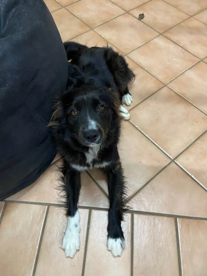 Cachorro ra a Mistura de border Coli c/?  idade 3 anos nome Kaka