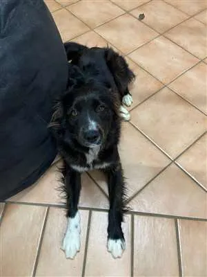 Cachorro raça Mistura de border Coli c/?  idade 3 anos nome Kaka