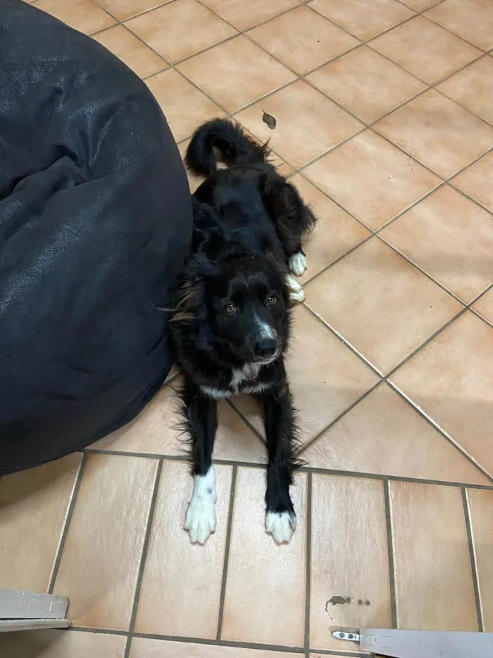 Cachorro ra a Mistura de border Coli c/?  idade 3 anos nome Kaka