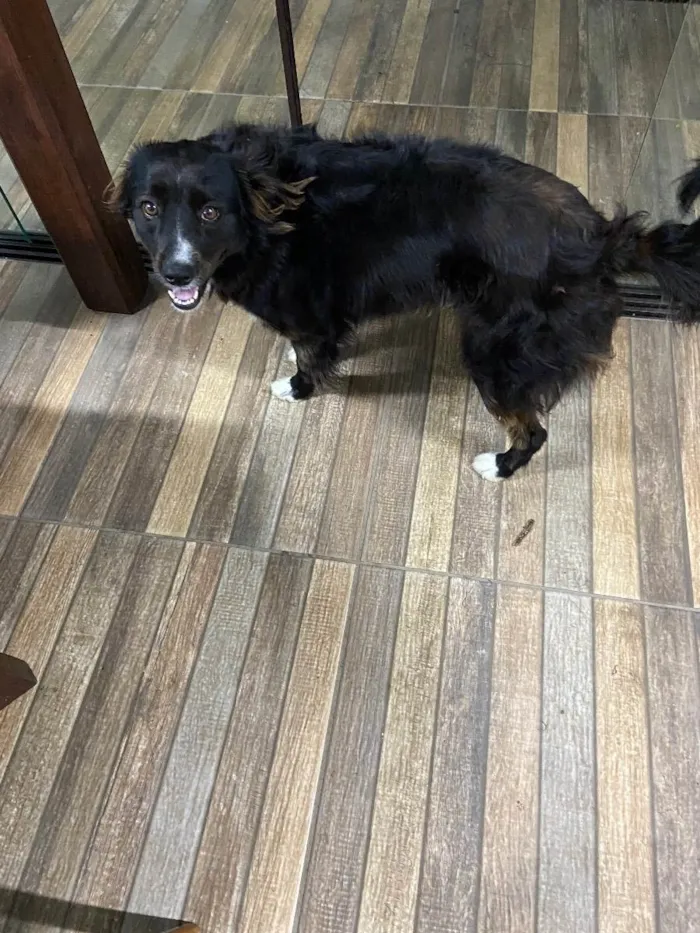 Cachorro ra a Mistura de border Coli c/?  idade 3 anos nome Kaka