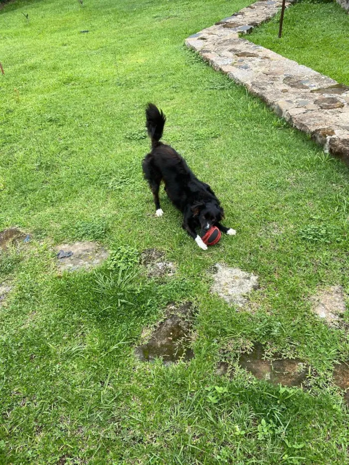 Cachorro ra a Mistura de border Coli c/?  idade 3 anos nome Kaka